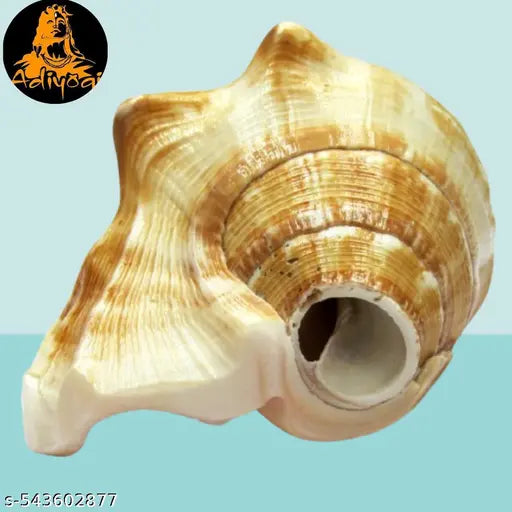 Yellow Conch Shell for Puja Rituals, Religious Gifts and Mandir Placement