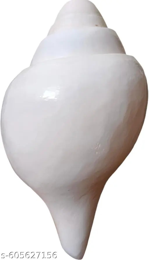 Jellybean Retails Vamavarti Original Loud Blowing Shankh|Conch For Pooja (Size Guarantee - Quality Matters) (4 Inchs to 5.5Inchs) blowing Shankh