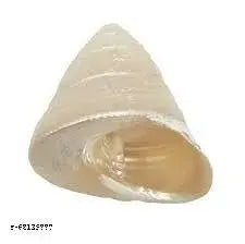 Anishaa eCrafts 100% natural pearl moti shankh/ shree yantra for laxmi puja  goodluck , size 1.5 inch