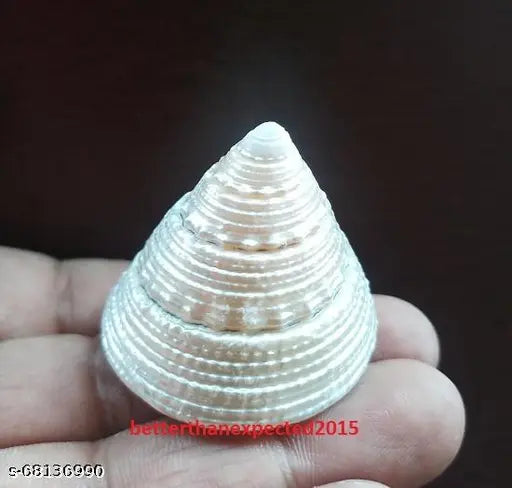 Anishaa eCrafts 100% natural pearl moti shankh/ shree yantra for laxmi puja  goodluck , size 1.5 inch