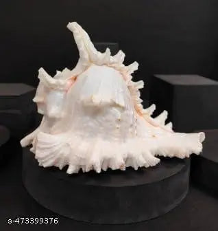 Srimaa Ventures Vishnu Shankh Murex White Conch for Pujas, Home Temples,  Divine Blessings