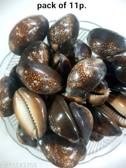 Natural Black Cowrie Original for Lakshmi Poojan and Bring Good Luck Pack of 11p.