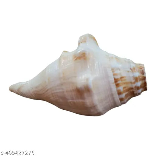 Srimaa Ventures Authentic Right Hand Panchmukhi Blowing Shankh – Sacred Conch for Pooja, Meditation