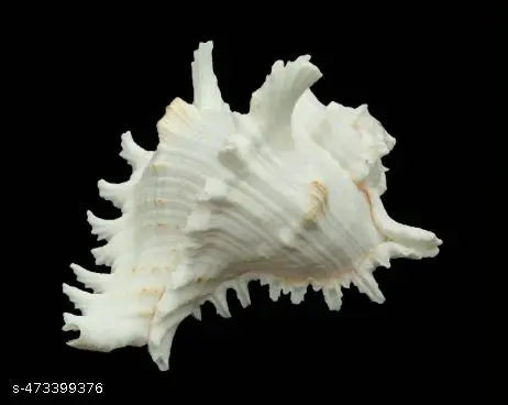 Srimaa Ventures Vishnu Shankh Murex White Conch for Pujas, Home Temples,  Divine Blessings