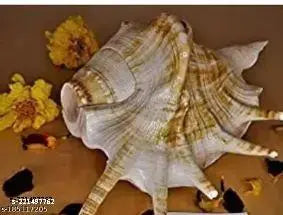 Haridwar Divine Panchmukhi Shankh is the perfect addition to any temple or pooja room, from Haridwar