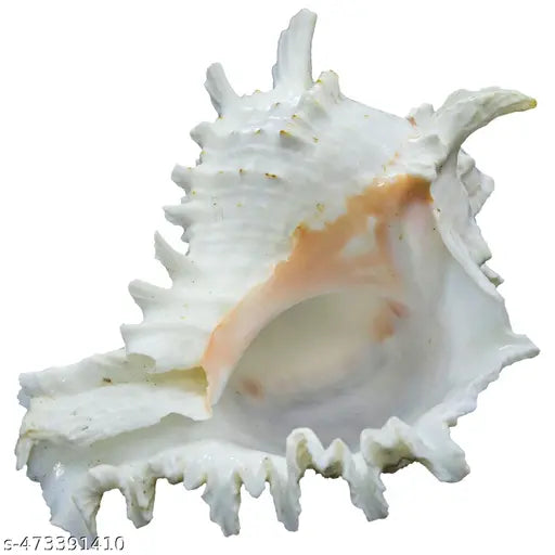 Srimaa Ventures Suryamukhi Shank, Murex, White Garuda Shank, Blowing, Vishnu Shankh Conch Shank, Rameswaram Shankh for Home Decor Or Home Temple Pooja Mandir