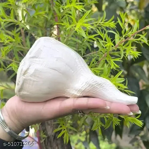 Original Dakshinavarti Shankh - 7 Inch Natural White Shankh from Rameswaram for Pooja, Lakshmi Shankh, and Spiritual Rituals