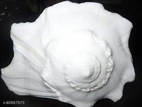 A&S Ventures Dakshinavarti shankh Original