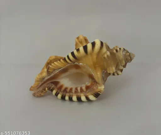 ganesh  shankh, 3inch conch shell, non blowing shankh for Vastu  correction, or as a sacred décor piece
