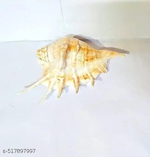 Panchmukhi Collection Five Finger   Blowing Sankh for Pooja Original Gomukhi Shankh Gaumukhi Shankha Cow Conch Shell Panchmukhi Shankh Blowing Shankh