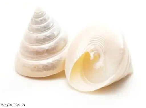 3 Pcs Moti Shankh For Wealth,Prosperity, Rare & Original to Please Goddess  attracting Prosperity peace , positive energy & 3 Pcs Raja Gomti Chakra for  Healing, Health, Wealth Big Shell