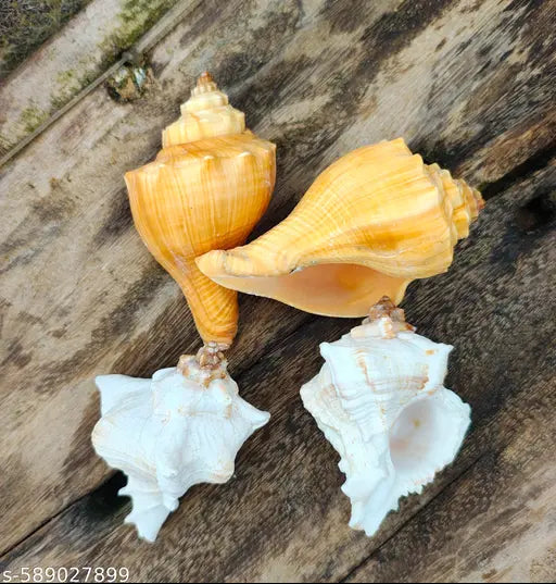 Shankh for Pooja & Hawan, Conch, Decorative,