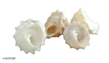 Akshayshree Sales Original Too Small  Sankh (4 pieces)