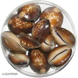 SS MART Black Gavvalu - Lakshmi Gavvalu - Big Size - Pack Of 11 - Pooja & Vasthu - Kauri - Kowri - Cowry - Kaudi - Cowrie - Gavvalu