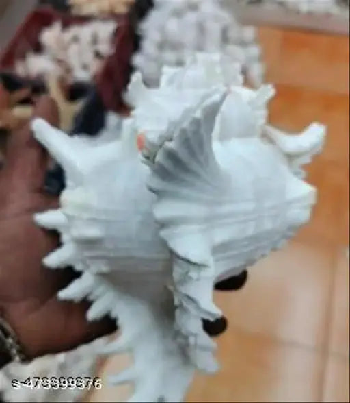 Srimaa Ventures Vishnu Shankh Murex White Conch for Pujas, Home Temples,  Divine Blessings