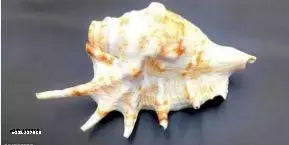 Haridwar Divine Five Finger Shank||Medium||Panchmukhi Shank ||Home Decor (Length: 18cm / Height: 9cm ) , from Haridwar