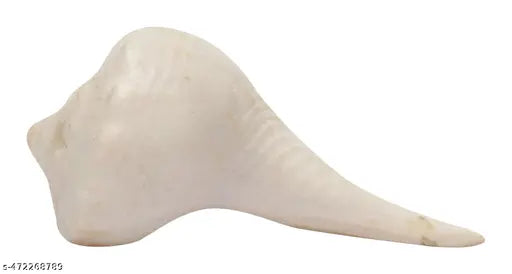 Dakshinvarti Shankh (Dahinavati, Righthand, Pure Shell, Very Light Weight, Very Small, 6 GMS, 4 cm x 2 cm x 2 cm, White)
