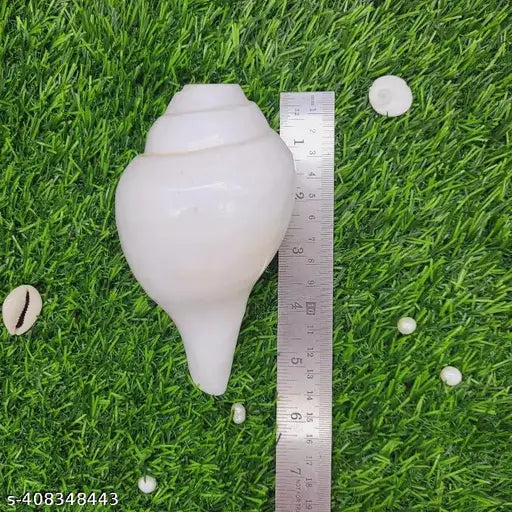 Natural Blowing rameswaram Shank bajane wala Shank 6 INCH