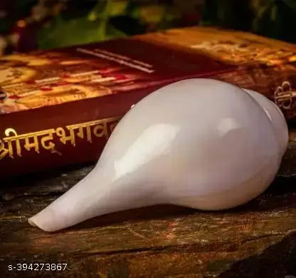 Blowing Shank Big Size AAA Quality Natural Vamavarti Shankh Shell Triptorameswaram for Puja, Positive Energy at Home, Temple
