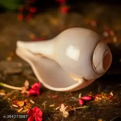 Blowing Shank Big Size AAA Quality Natural Vamavarti Shankh Shell Triptorameswaram for Puja, Positive Energy at Home, Temple