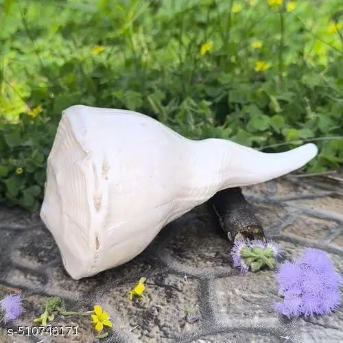 Original Dakshinavarti Shankh - 7 Inch Natural White Shankh from Rameswaram for Pooja, Lakshmi Shankh, and Spiritual Rituals