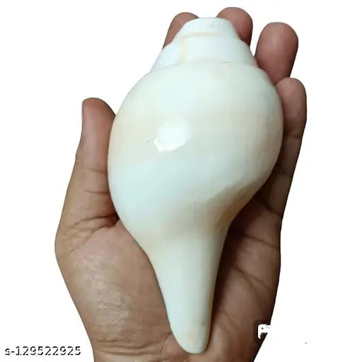 Jellybean Retails Vamavarti Natural Loud Blowing Shankh|Conch for pooja original, First Quality, Medium ,200 Grams, 12cm(4.5 inch) in Length Blowing Shankh Blowing Shankh