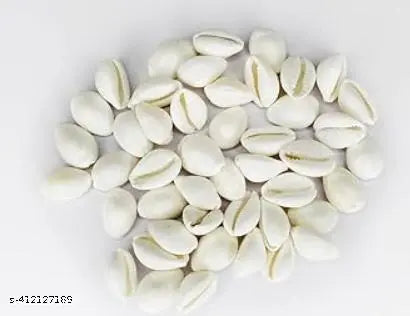Kriddha 21 Natural Pure White Cowrie Original for Lakshmi Poojan and Bring Good Luck Pack of 21 Pcs Koudi/Kaudi/Kodi (Pack of 21)