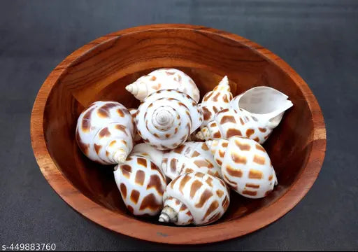 Brown Dots Conch Seashells for craft (100gm)