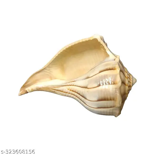 Tiger Dakshinamukhi Natural Shankha Showpeice for Good Luck, Progress & Prosperity (Non Blowable) (White)