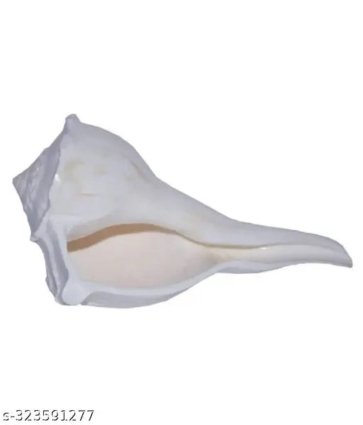 Dakshin Mukhi Shankh for Pooja Pure White Sacred Shankh for Puja, Temple (White)