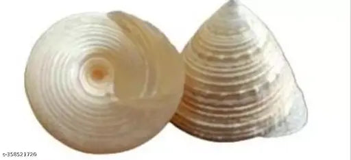 natural moti shankh pack of 2 for havan pooja