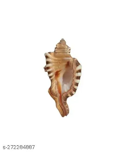 Natural and Original Ganesh Lakshmi Shankh Shell Conch Shank No Blowing [ 3 to 4 ] Inches