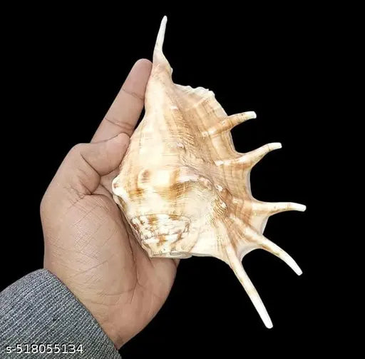 Right Hand Panchmukhi Blowing Shankh Five Faced Shankh For Religious Purpose, Home Puja