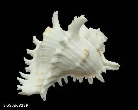 Srimaa Ventures Loud Sound Surya Mukhi Shankh for Temple Aarti, Diwali Puja, and Vastu Remedies