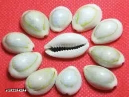 YATHARTH - Natural Sada Black? Cowdi-Kauri - Kowri - Cowry - Kaudi - Gavvalu - Shells- Set of 108 Pices for Laxmi Pooja.
