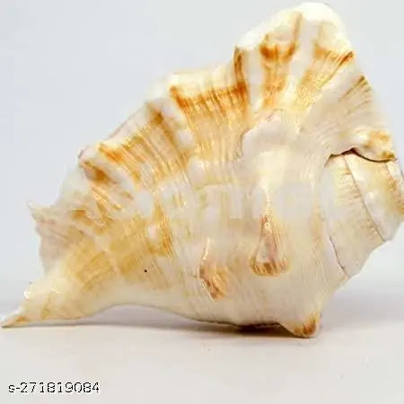 Original Panchmukhi Gaumukhi Blowing Shankh with Good Sound for Pooja / Shankh for pooja Size 5 Inch approx Shankh for Pooja & Decorative Shankh (PACK OF 1)