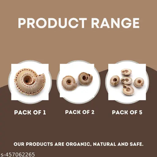 Senroar Seashell Vishnu Chakra for Pooja/Vastu Dosh and to Attract Wealth Pack of 5p