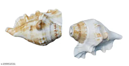 Bachapan Pack of 1 Panchmukhi Shankh | Five Finger Shankh | Loud Blowing Shankh for Pooja Laxmi Shankh