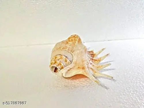 Panchmukhi Collection Five Finger   Blowing Sankh for Pooja Original Gomukhi Shankh Gaumukhi Shankha Cow Conch Shell Panchmukhi Shankh Blowing Shankh