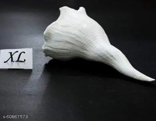 A&S Ventures Dakshinavarti shankh Original