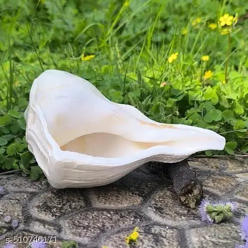 Original Dakshinavarti Shankh - 7 Inch Natural White Shankh from Rameswaram for Pooja, Lakshmi Shankh, and Spiritual Rituals