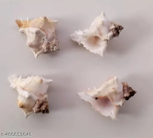 Shell decorative item showpiece