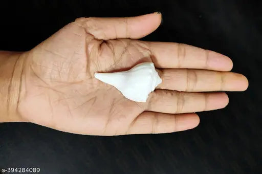 Kudi Shanku - Dakshinavarti - Kudi Shankh, Shank, Dakshinavarti Shankh (1.5 inch, White)