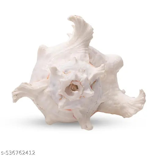 Srimaa Ventures Beautiful Surya Mukhi Shankh || Vishnu Shankh for Diwali Pooja,  Prosperity