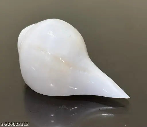Loud Blowing Shankh for Pooja Original Inch Conch Shell White