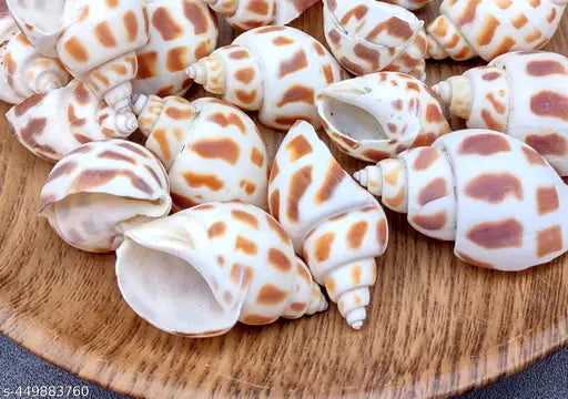 Brown Dots Conch Seashells for craft (100gm)