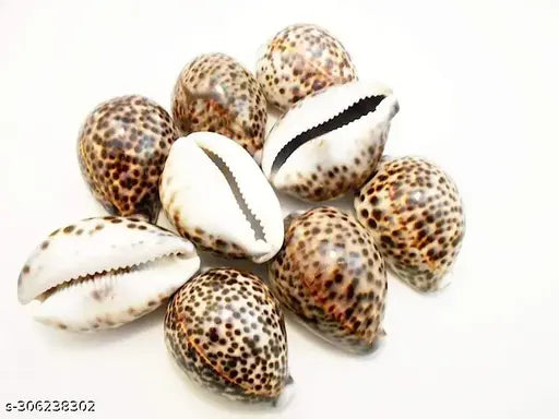 Bachapan  Pack of 5  5PC Polished Tiger Cowrie Sea Shells, 2-1/2 Inch ~ 3-1/4 Inch