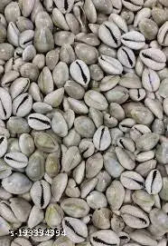 YATHARTH - Natural Sada Black? Cowdi-Kauri - Kowri - Cowry - Kaudi - Gavvalu - Shells- Set of 108 Pices for Laxmi Pooja.