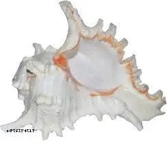 Srimaa Ventures Large Surya Mukhi Vishnu Shankh Holy Conch Shell for Home & Temple Pooja