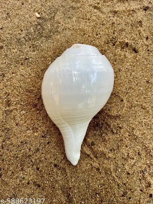 YAN Vamavarti Original Loud Blowing Shankh|Conch Shell For Pooja -  4.5 Inch Dia - 7 Inch